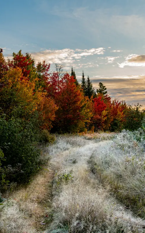 Image of a Maine forest trail